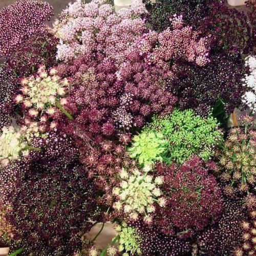Daucus carota 'Dara' / 'Purple Kisses'