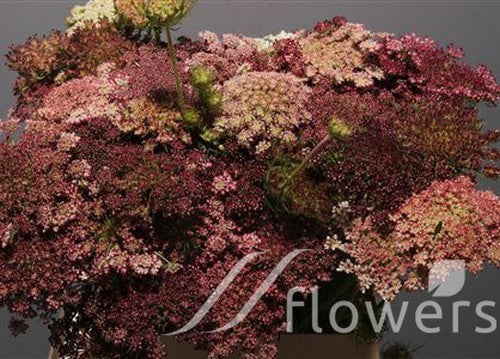 Daucus carota 'Dara' / 'Purple Kisses'