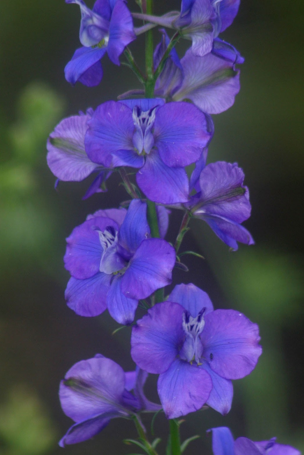 Larkspur 'Blue Cloud'