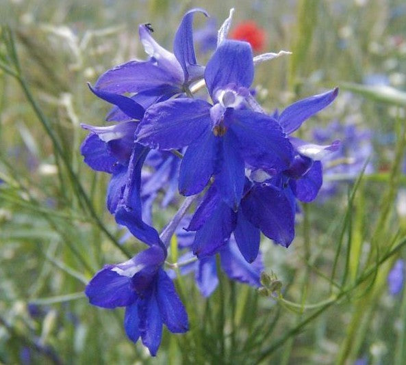Larkspur 'Blue Cloud'