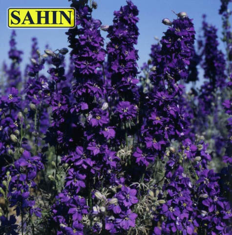 Delphinium consolida 'Blue Spire'