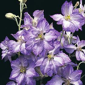 Delphinium ajacis 'Frosted Skies' / 'Fancy Purple Picotee'