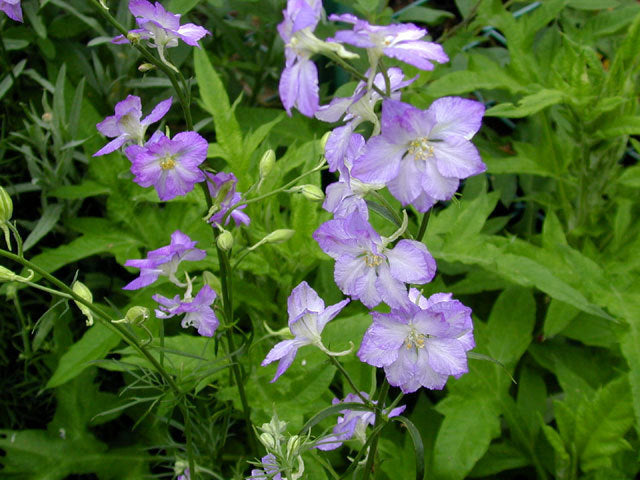 Delphinium ajacis 'Frosted Skies' / 'Fancy Purple Picotee'