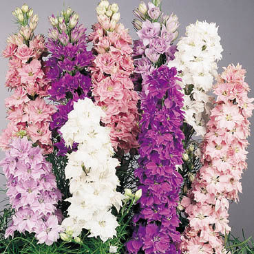 Delphinium ajacis Hyacinth-Flowered Low