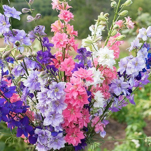 Delphinium ajacis Hyacinth-flowered Tall / 'Imperial Mixed'