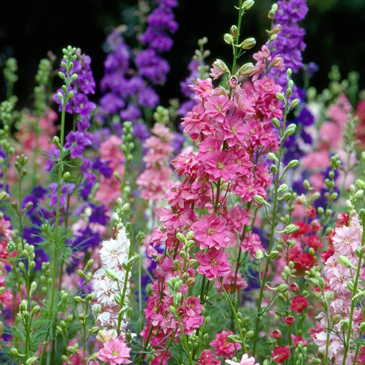 Delphinium ajacis Hyacinth-flowered Tall / 'Imperial Mixed'