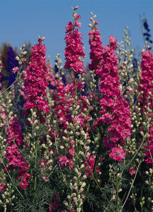 Delphinium consolida 'Carmine King'