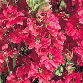 Delphinium consolida 'Carmine King'