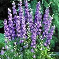 Delphinium consolida 'Lilac Spire'