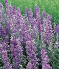Delphinium consolida 'Lilac Spire'