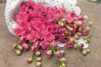 Delphinium ajacis 'Pink Queen'