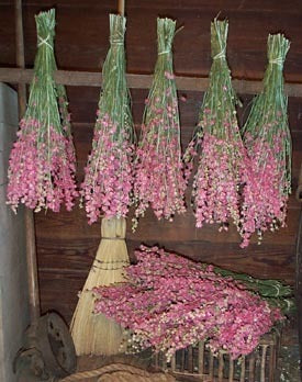 Delphinium ajacis 'Pink Queen'