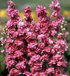 Delphinium ajacis 'Pink Queen'