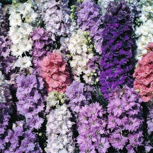 Delphinium ajacis 'Seven Dwarfs' / 'Dwarf Mixed'
