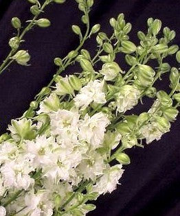 Delphinium ajacis 'White King'