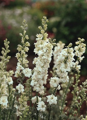 Delphinium ajacis 'White King'