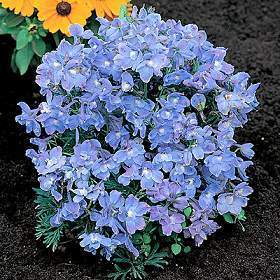 Delphinium grandiflorum 'Blue Dwarf' / 'Light Blue'