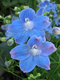 Delphinium grandiflorum 'Blue Dwarf' / 'Light Blue'