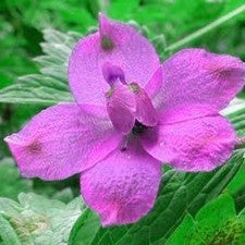 Delphinium grandiflorum 'Butterfly Mix'