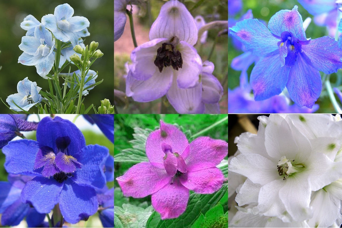 Delphinium grandiflorum 'Butterfly Mix'