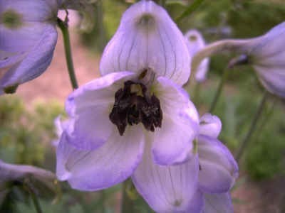 Delphinium grandiflorum 'Butterfly Mix'