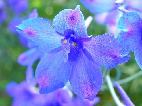 Delphinium grandiflorum 'Butterfly Mix'