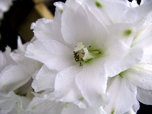 Delphinium grandiflorum 'Butterfly Mix'