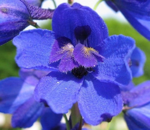 Delphinium grandiflorum 'Butterfly Mix'