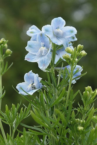 Delphinium grandiflorum 'Butterfly Mix'