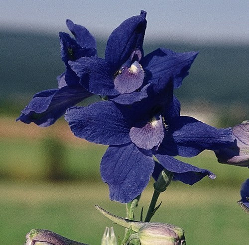 Delphinium grandiflorum 'Blue Butterfly' / 'Marine Blue'