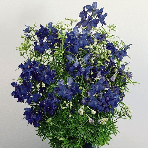 Delphinium grandiflorum 'Blue Butterfly' / 'Marine Blue'