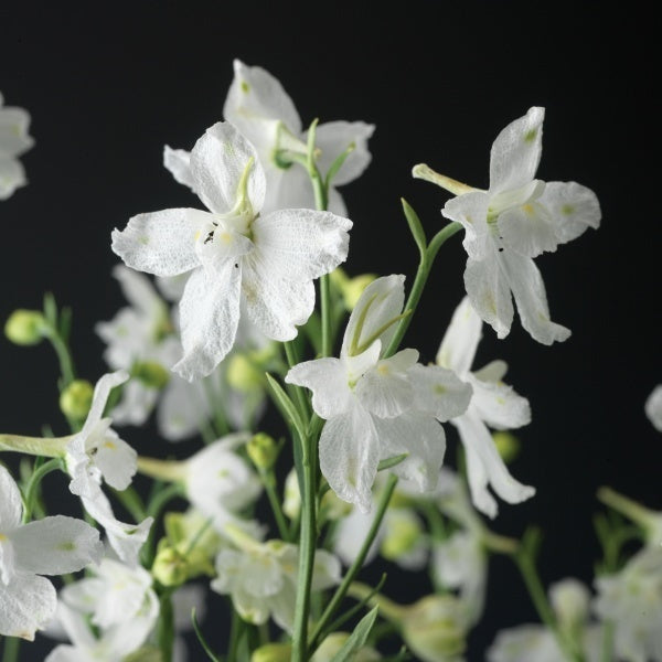 Delphinium grandiflorum 'White Butterfly'