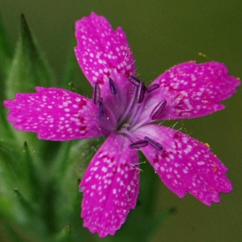 Dianthus armeria