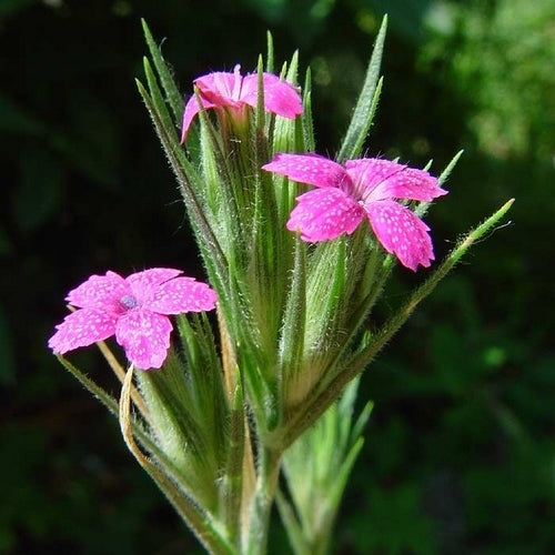 Dianthus armeria