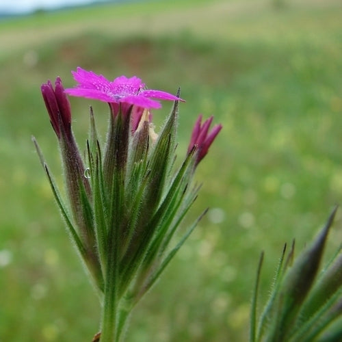 Dianthus armeria