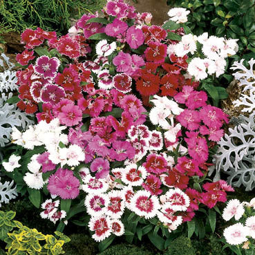Dianthus barbatus 'Wee Willie'