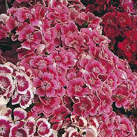 Dianthus barbatus 'Wee Willie'