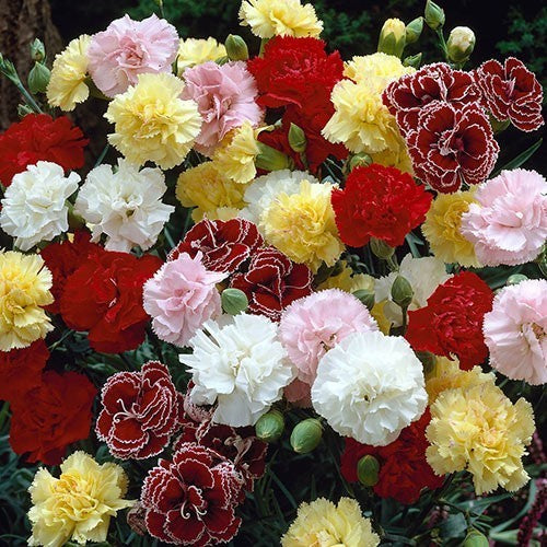 Dianthus caryophyllus 'Mixed'