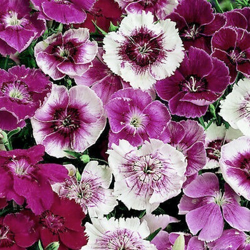 Dianthus chinensis 'Baby Doll Mixed'