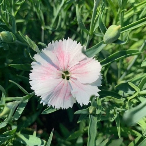 Dianthus chinensis 'Baby Doll Mixed'