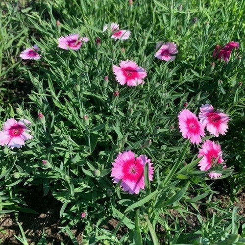 Dianthus chinensis 'Baby Doll Mixed'