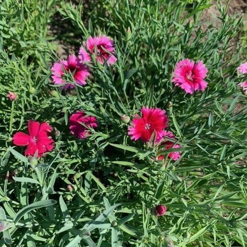 Dianthus chinensis 'Baby Doll Mixed'