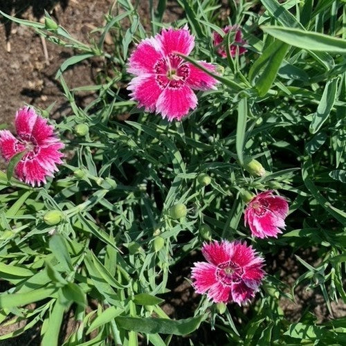 Dianthus chinensis 'Baby Doll Mixed'