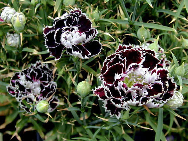 Dianthus chinensis heddewigii 'Black & White'