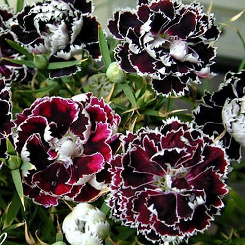Dianthus chinensis heddewigii 'Black & White'