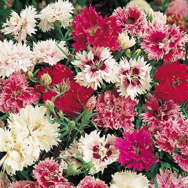 Dianthus chinensis 'Indian Pinks Mixed'