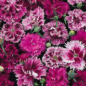 Dianthus chinensis 'Indian Pinks Mixed'