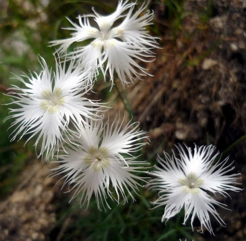 Dianthus superbus 'Albus'