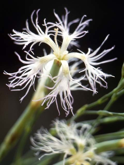 Dianthus superbus 'Albus'