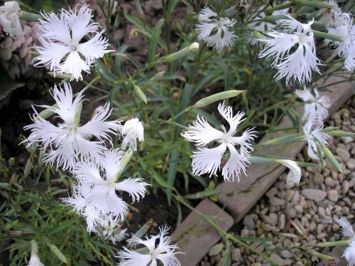 Dianthus superbus 'Albus'
